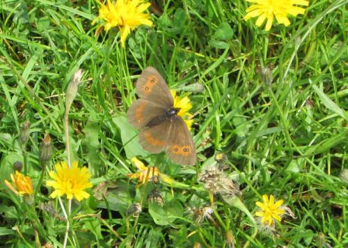 Erebia sp.